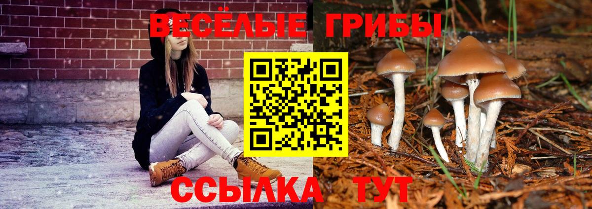 Псилоцибиновые грибы Cubensis  Вход с VPN  Каменск-Шахтинский 